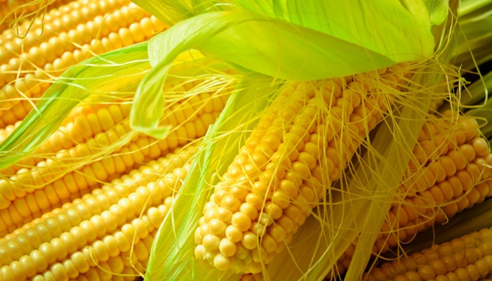 New GMO analysis offer