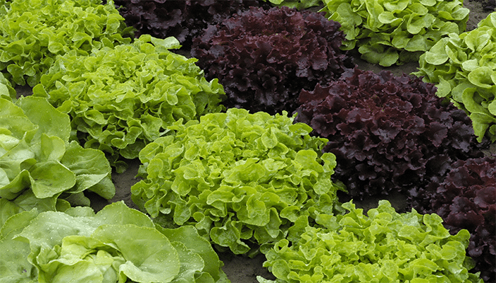 Modifications de LMR : règlement 2026/215 