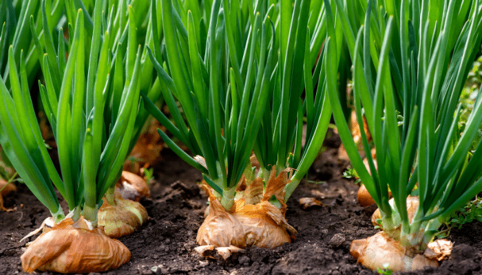 Alertas alimentarias Semana 06