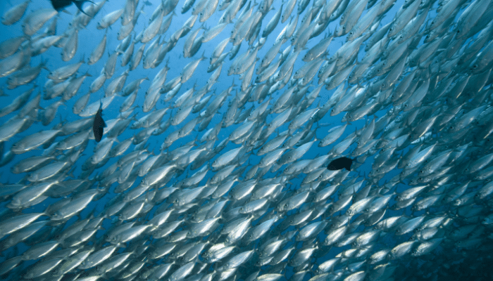 Phytocontrol extends it’s research on biogenic amines