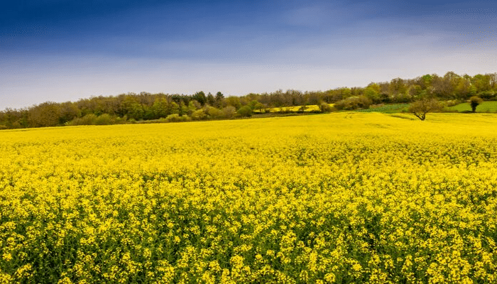 Nueva gama completa para la identificación y cuantificación de OMG