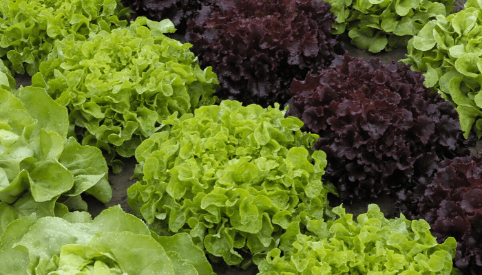 Alertas alimentarias Semana 11