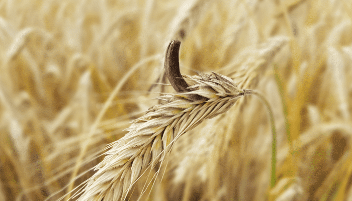 Comprender y gestionar los riesgos asociados a los alcaloides del cornezuelo de centeno