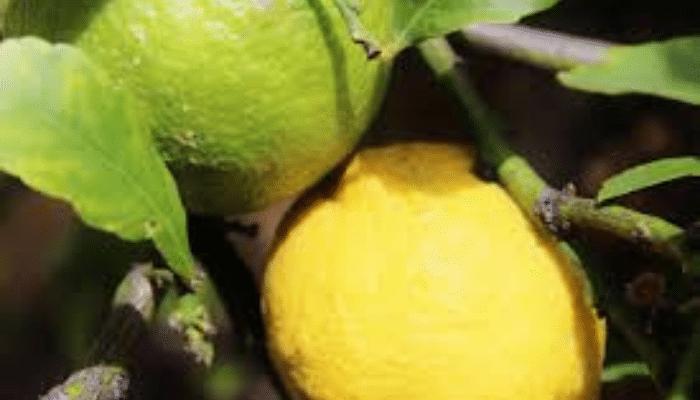 Alertas alimentarias Semana 52