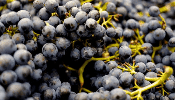 Modifiche per fosetil e acido fosfonico