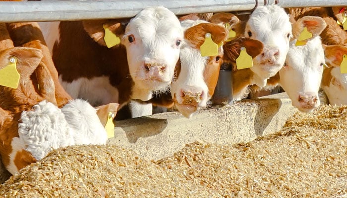 Phytocontrol, una referencia para el sector de los piensos