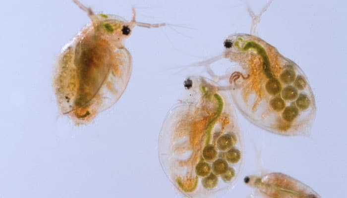 Analisis de toxicidad en agua sobre la movilidad de Daphinas