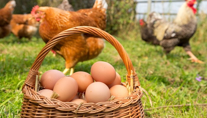 Phytocontrol analiza los PFAS en los alimentos y el agua